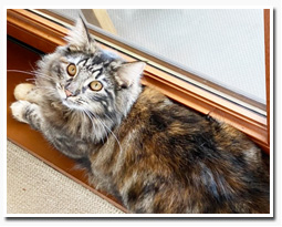 ノルウェージャンフォレストキャット