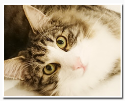 ノルウェージャンフォレストキャット