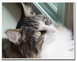 ノルウェージャンフォレストキャット