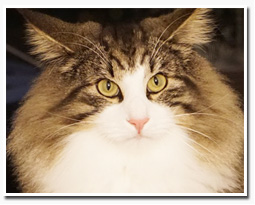 ノルウェージャンフォレストキャット