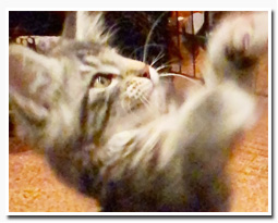 ノルウェージャンフォレストキャット