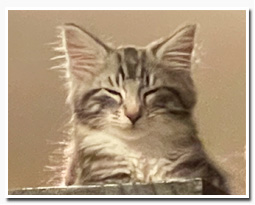 ノルウェージャンフォレストキャット