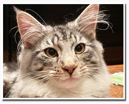 ノルウェージャンフォレストキャット