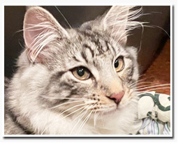 ノルウェージャンフォレストキャット