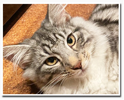 ノルウェージャンフォレストキャット