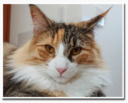 ノルウェージャンフォレストキャット