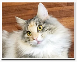 ノルウェージャンフォレストキャット