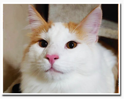 ノルウェージャンフォレストキャット