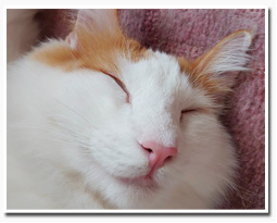 ノルウェージャンフォレストキャット