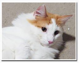 ノルウェージャンフォレストキャット